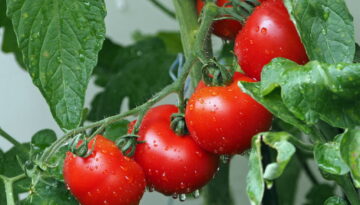 Grow juicy tomatoes