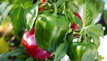 How to grow peppers