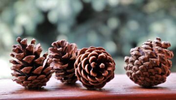 Make a pine cone bird feeder