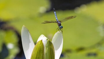 Make a pond in a bucket