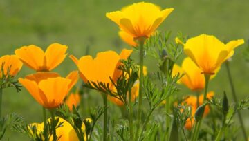 Sow Californian poppies