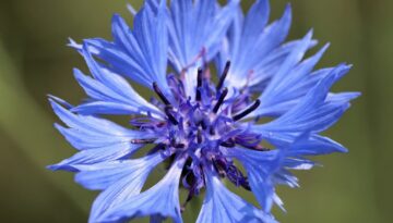 Sow beautiful cornflowers
