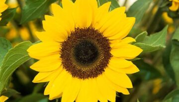 How to Grow Sunflowers